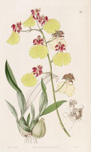 Oncidium Spilopterum by Miss Drake
